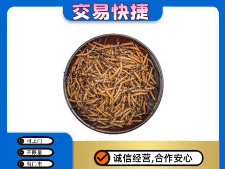 鄂伦春旗回收散虫草